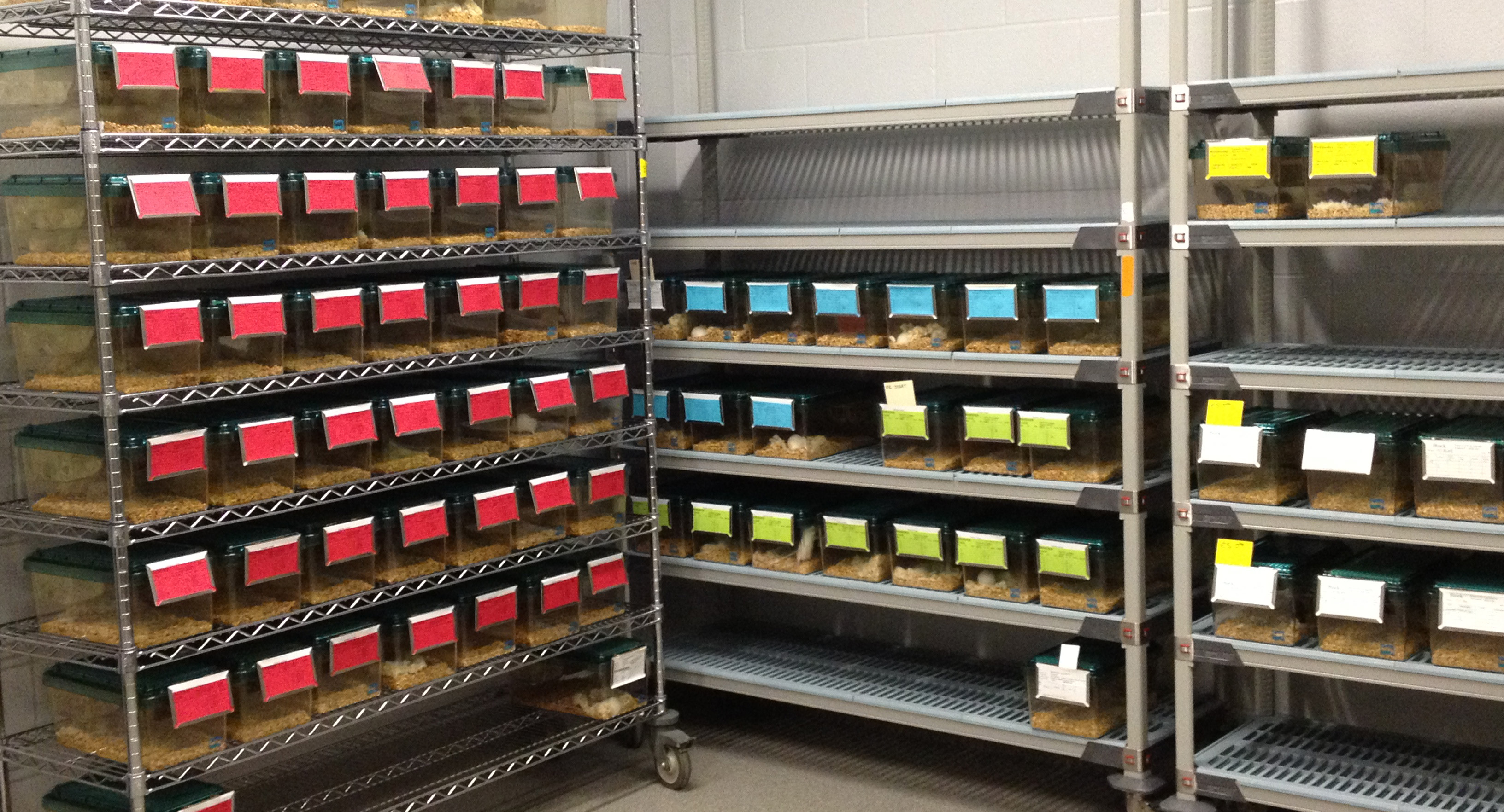 Cage Racks 1512  JPG
