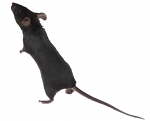 blackmouse blackmouse