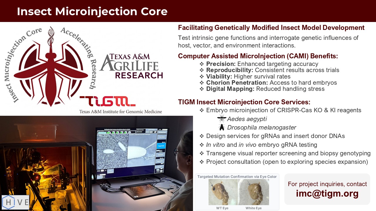 Texas A&M Institute for Genomic Medicine Insect Microinjection Core Accelerating Research Slide.